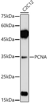 PCNA antibody