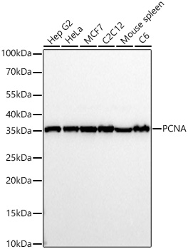 PCNA antibody