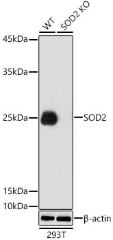 SOD2 antibody