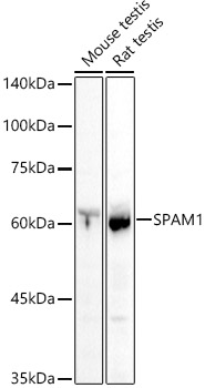 SPAM1 antibody