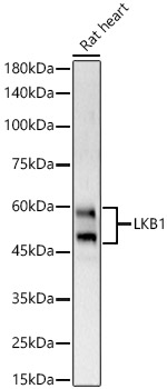 STK11 antibody