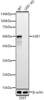 STK11 antibody