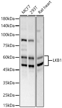 STK11 antibody