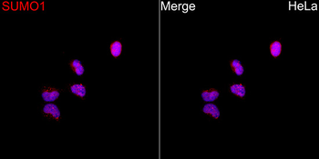 SUMO1 antibody