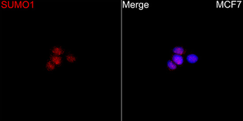 SUMO1 antibody