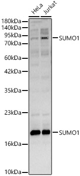 SUMO1 antibody