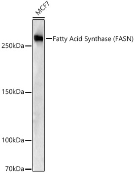 FASN antibody