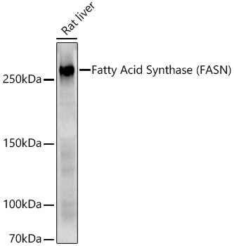 FASN antibody