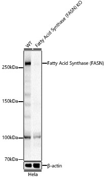 FASN antibody