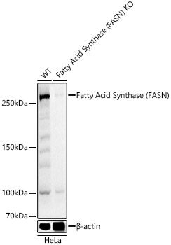 FASN antibody