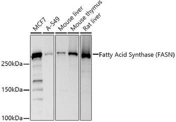 FASN antibody