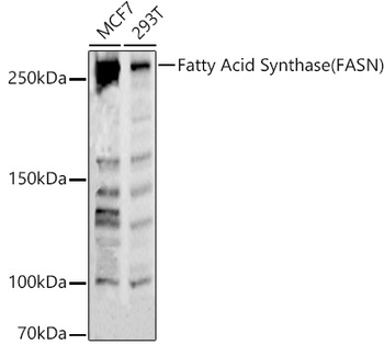 FASN antibody