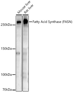 FASN antibody