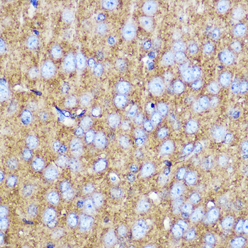 SNAP25 antibody