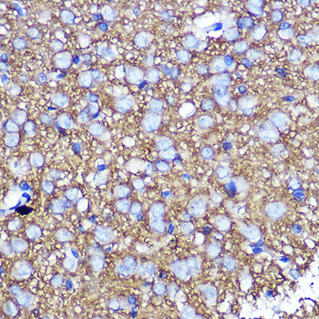 SNAP25 antibody