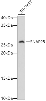 SNAP25 antibody