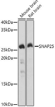 SNAP25 antibody