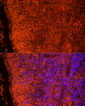 TLR7 antibody