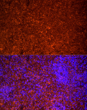 TLR7 antibody