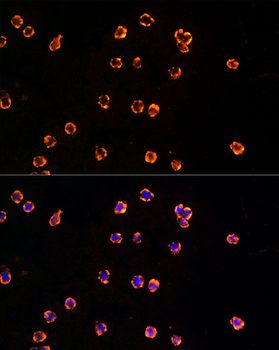 TLR7 antibody