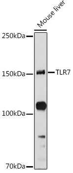 TLR7 antibody