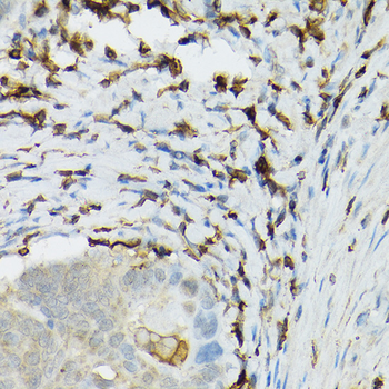 TLR1 antibody