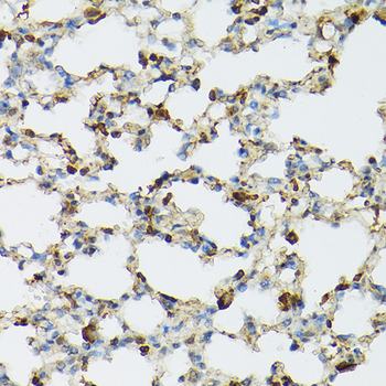 TLR1 antibody