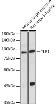 TLR1 antibody