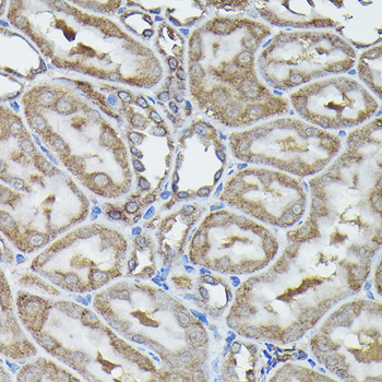 CALR antibody