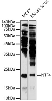 NTF4 antibody