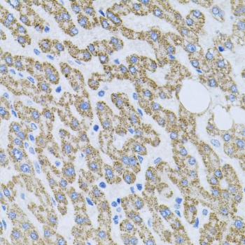 NTF4 antibody