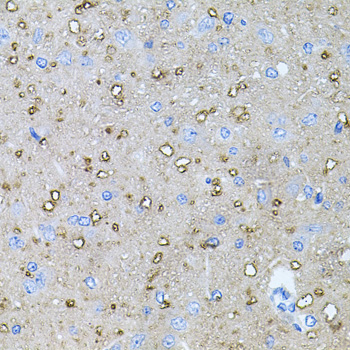 NTF4 antibody