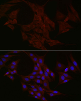 NTF4 antibody