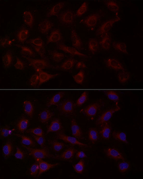 NTF4 antibody