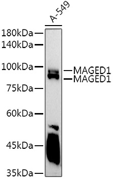 MAGED1 antibody