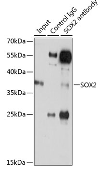 SOX2 antibody