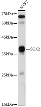 SOX2 antibody