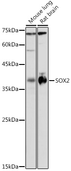 SOX2 antibody