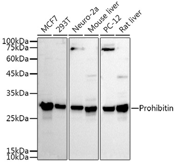 PHB antibody