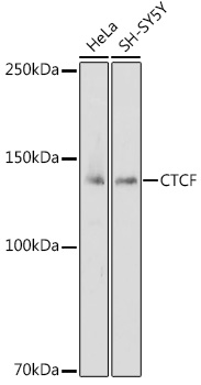 CTCF antibody