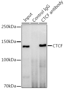 CTCF antibody