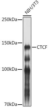 CTCF antibody