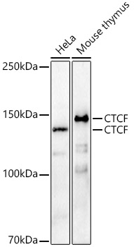 CTCF antibody