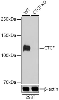 CTCF antibody