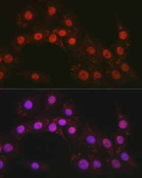 CTCF antibody