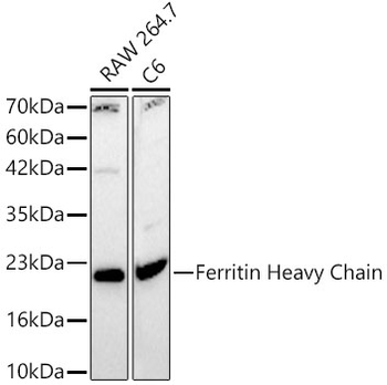 FTH1 antibody