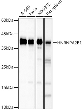 HNRNPA2B1 antibody