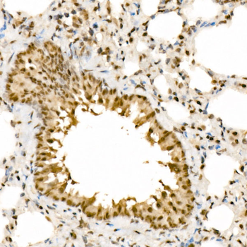 HNRNPA2B1 antibody