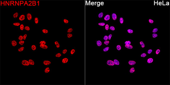 HNRNPA2B1 antibody