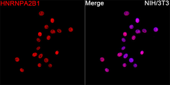 HNRNPA2B1 antibody